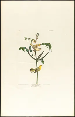 Children's warbler